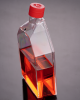 175 cm2 Cell Culture Flasks, Vented Cap, TC-Treated (50 pcs)