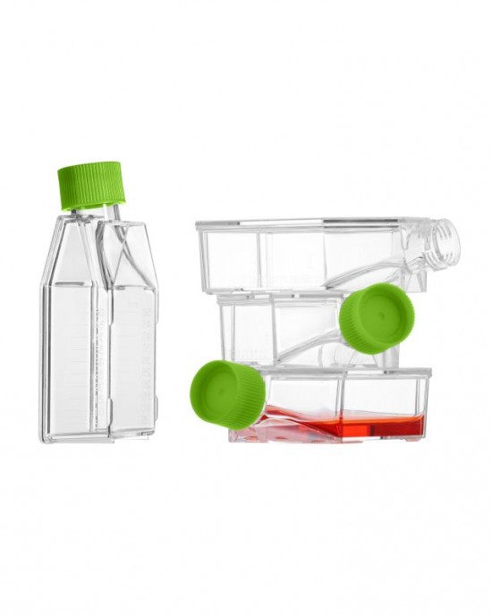 25 cm2 Cell Culture Flasks, Vented Cap, TC-Treated (300 pcs) 25 cm2 Cell Culture Flasks, Vented Cap, TC-Treated (300 pcs)