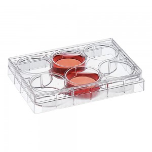 TC-treated 6-Well Cell Culture Plates (50pcs, Flat-bottom, Individually wrapped)